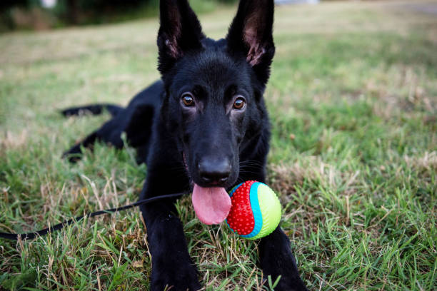 istock A german shepherd dog with his ball on the lawn in back yard 1341152317