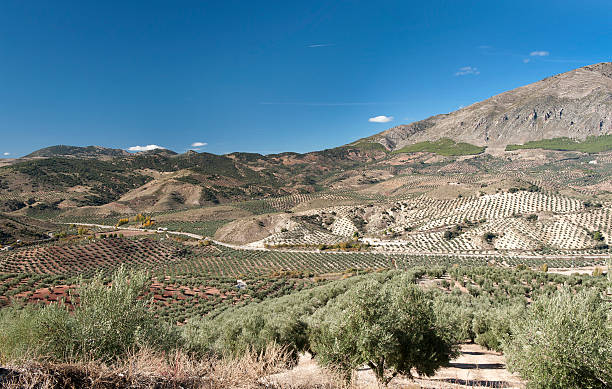 istock Olive Trees Jaen province 134115245