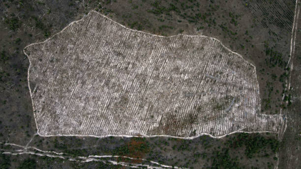 widok ze szczytu na wycinki lasu. - lumber industry aerial view oil tropical rainforest zdjęcia i obrazy z banku zdjęć