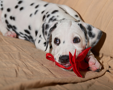 A cute and mischievous Dalmatian puppy playing on a couch at home.