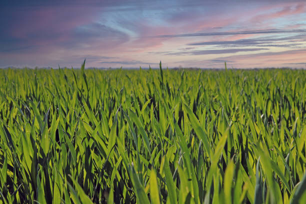 緑の若い小麦や大麦畑。農業。 - barley wheat grass green ストックフォトと画像