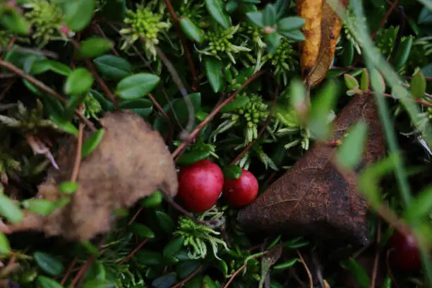 Red berries of cranberries in green vegetation of swamps in autumn