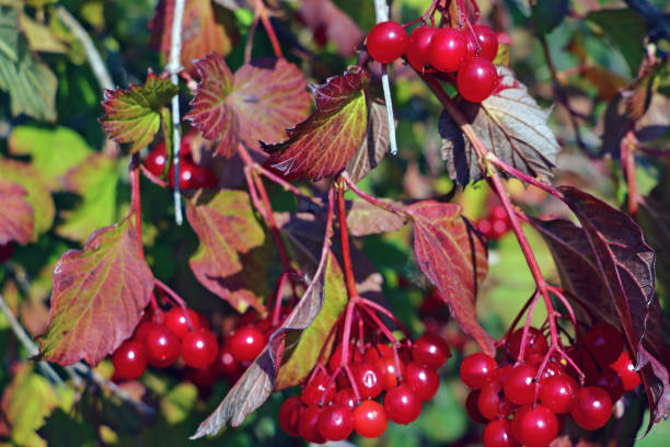 istock Branches with bunches of red rowan in autumn. 1341157176