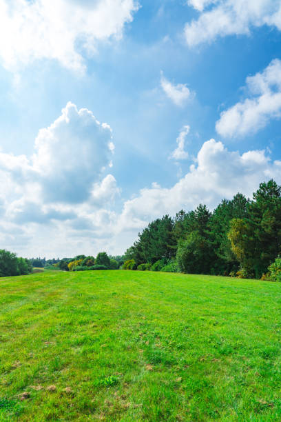 istock Green grass field in park 1341157318