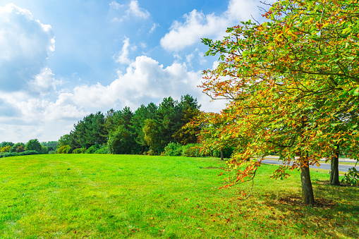 Green grass field in park