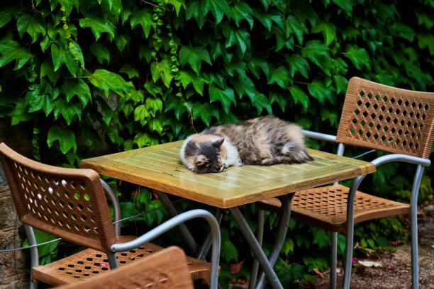 istock tired cat sleeps on a bistro table 1341158463