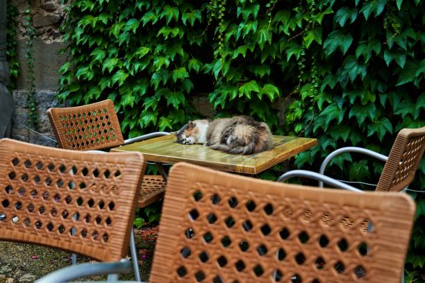 istock tired cat sleeps on a bistro table 1341158621