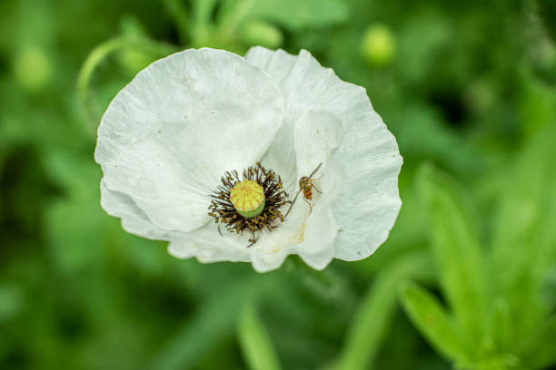 Studio Shot of White Colored Poppy Flower Isolated on White Background. Large Depth of Field (DOF). Macro. Close-up.