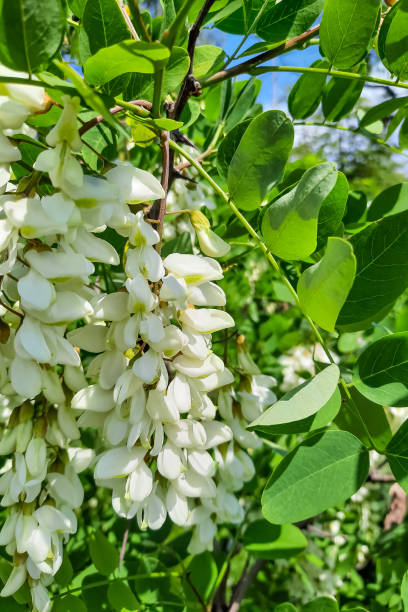 невероятно жесткое дерево, терпимое к засухе – черная саранча. - locust tree black robinia стоковые фото и изображения