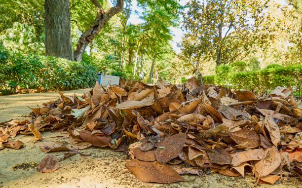 istock Autumn causes the leaves to fall from the trees in the parks. 1341159635
