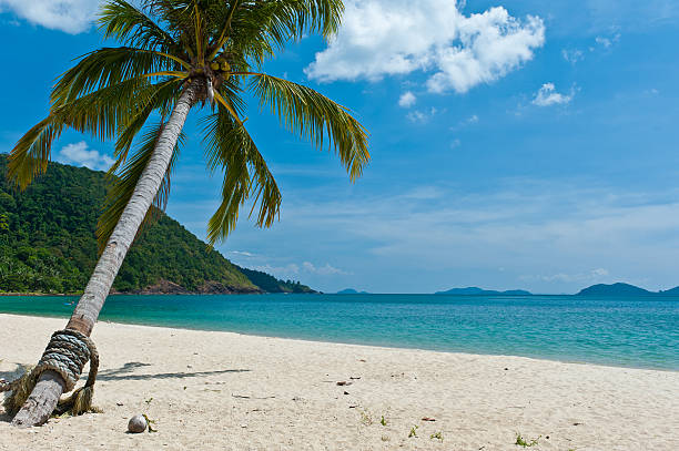 istock Koh Chang beach with tilted coconut tree, Thailand 134116000