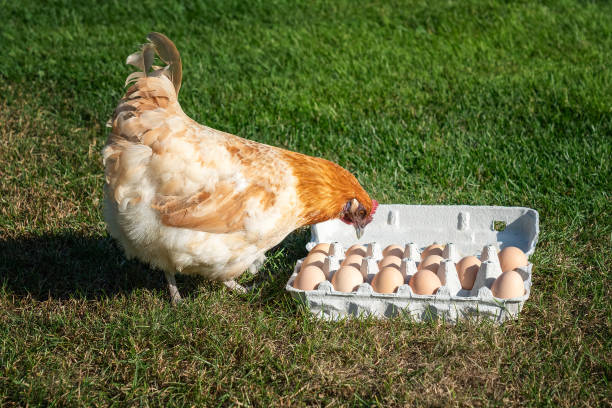 istock Curious and surprised beautiful red chicken looking at large egg packaging with a lot of eggs on green grass. Unexpected discover. 1341160017