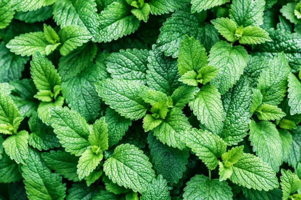 Green mint plant growing background.Beautiful texture of leaves in nature.Green leaf with water drops,the nature plant pattern as a background or wallpaper. stock photo