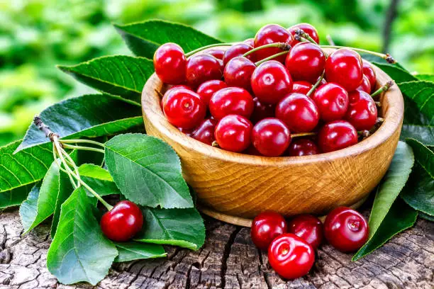 Fresh sour cherries in a wooden bowl and green leaves on the board. Fresh ripe sour cherries.Cherries in a dish closeup.Food background.