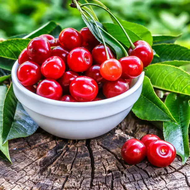 Fresh sour cherries in a wooden bowl and green leaves on the board. Fresh ripe sour cherries.Cherries in a dish closeup.Food background.