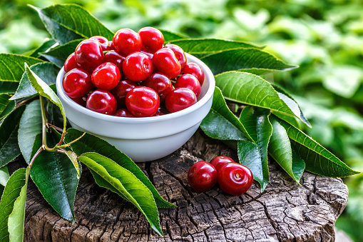 Fresh sour cherries in a wooden bowl and green leaves on the board. Fresh ripe sour cherries.Cherries in a dish closeup.Food background.