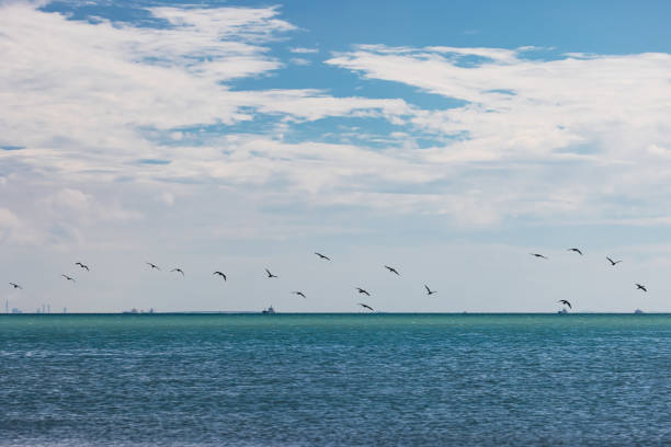 Take pictures of seagulls flying on the beach of Makuhari