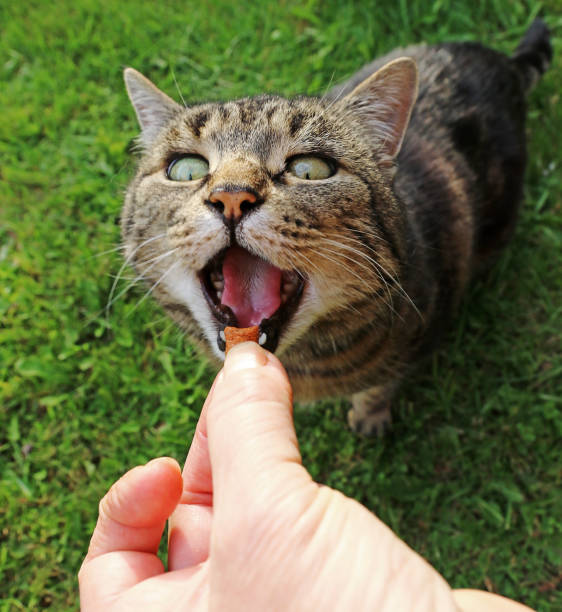 口を開けて食べ物を待っている小さな猫の面白い猫の写真 - pampering ストックフォトと画像