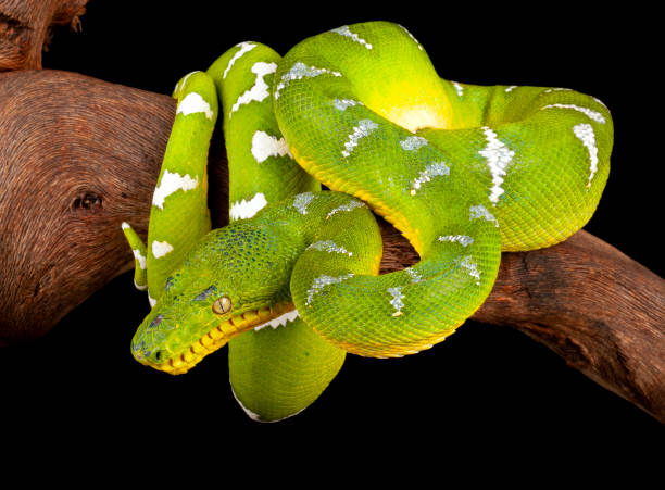 istock Close up of a Emerald Tree Boa hanging from a branch. 1341175324