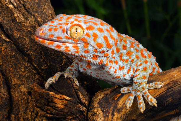 Portrait of a Tokay Gecko. Tokay Gecko (Gecko gecko). tokay gecko stock pictures, royalty-free photos & images