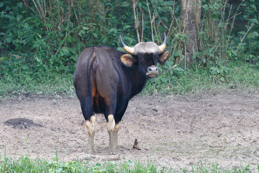 Adult female Gaur or Indian Bison, low angle view, rear shot, foraging in the evening on the ground near the edge of the shrubland, in nature of tropical forest, national park in central Thailand.