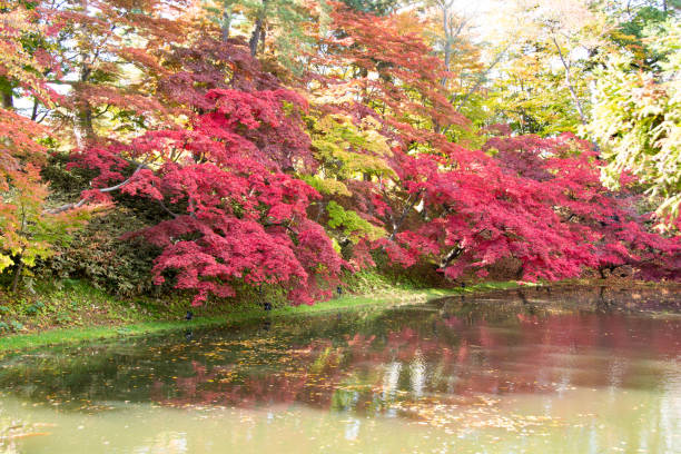 istock Red maple reflecting on the surface of the water 1341182469