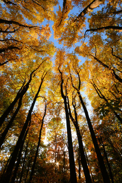 istock Autumn in Virginia 1341182528
