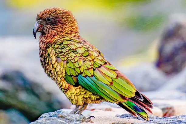 View of the Kea Bird in New Zealand
