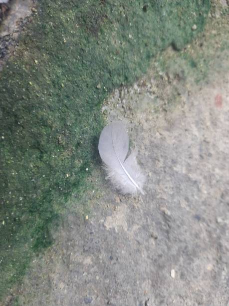 istock Wing of bird on the field 1341185339