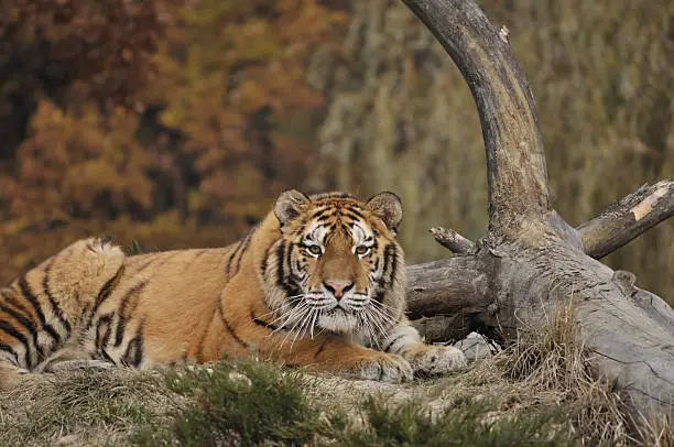Siberian tiger laying near a  tree trunk