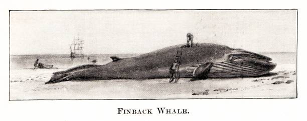 Finback Whale Stranded Whalers appear to be preparing to cut up a beached Finback Whale. Illustrations by a famous Naturalist artist, Ernest Seton Thompson, published 1898 book about animals in North America. Source: Original edition is from my own archives. Copyright has expired and is in Public Domain. stranded stock illustrations