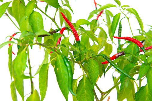 Red and green hot chili spice peppers grow on green plant, macro red peppers