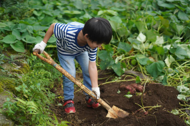 Boy harvesting sweet potatoes