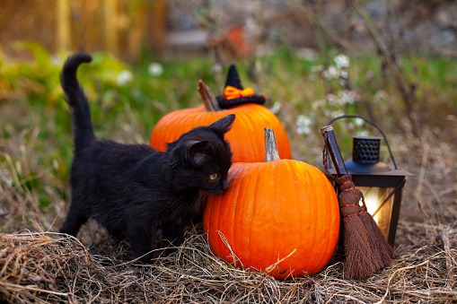Black kitten sitting next to Halloween pumpkin