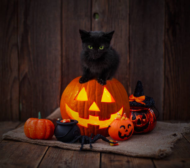 zucca di halloween e gatto nero su sfondo di legno - gourd halloween fall holidays and celebrations foto e immagini stock