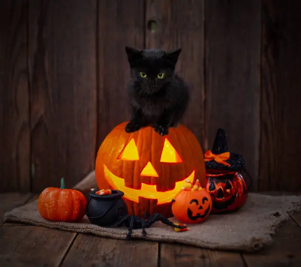 Photo of Halloween pumpkin and black cat on wooden background