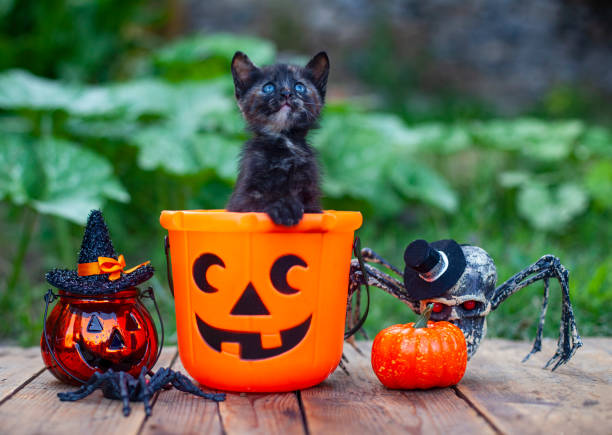 istock Halloween pumpkin and black cat on wooden background 1341190793
