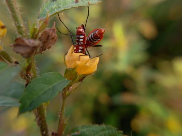 istock Two Red Insects With Long Black Legs Breeding On Green Leaves 1341190798