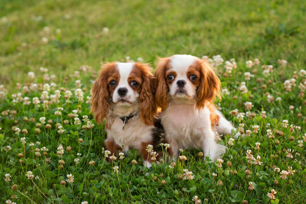 istock Spaniel puppy on the lawn 1341192691