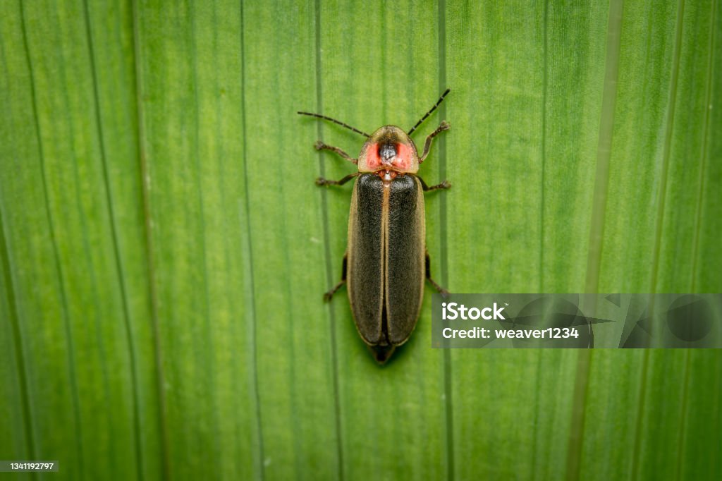 Firefly or Lightning Bug A top view of a Firefly or Lightning Bug on a green plant. Glowworm Stock Photo