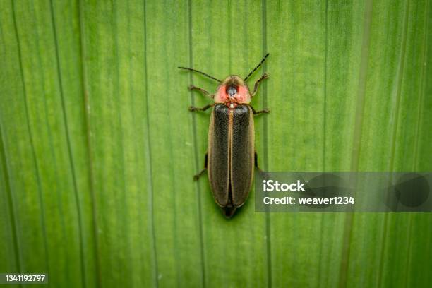 Firefly Or Lightning Bug Stock Photo - Download Image Now - Glowworm, Animal, Animal Wildlife