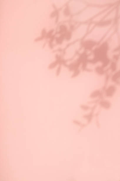 istock Plant silhouette background and copy space 1341192798
