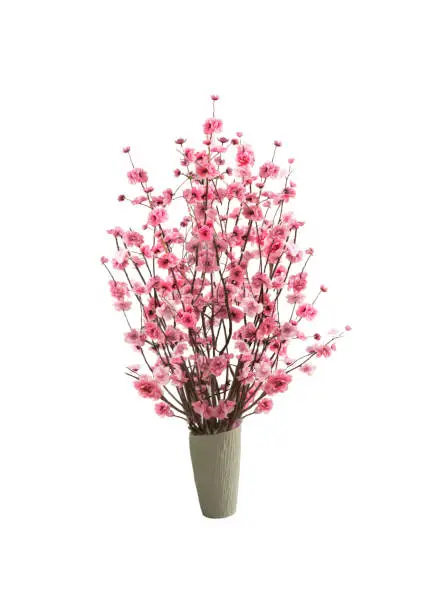 Peach Blossom in pot on white background for Tet decoration