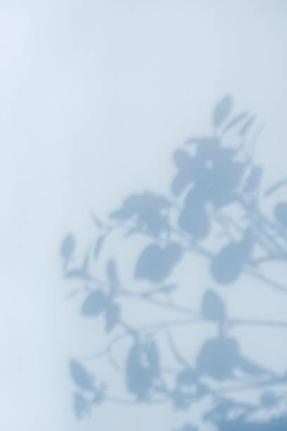 Plant silhouette background and copy space.