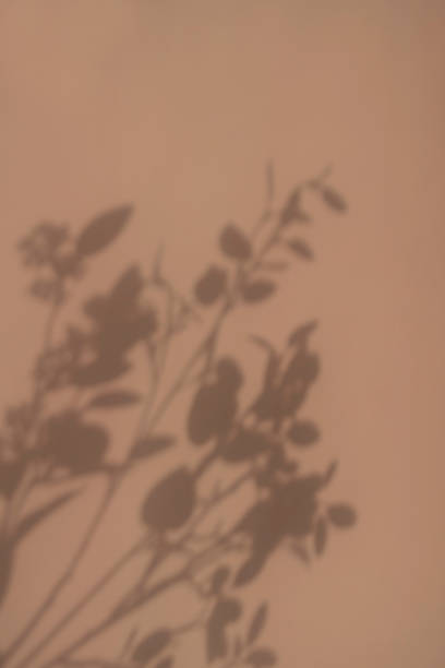 istock Plant silhouette background and copy space 1341192818