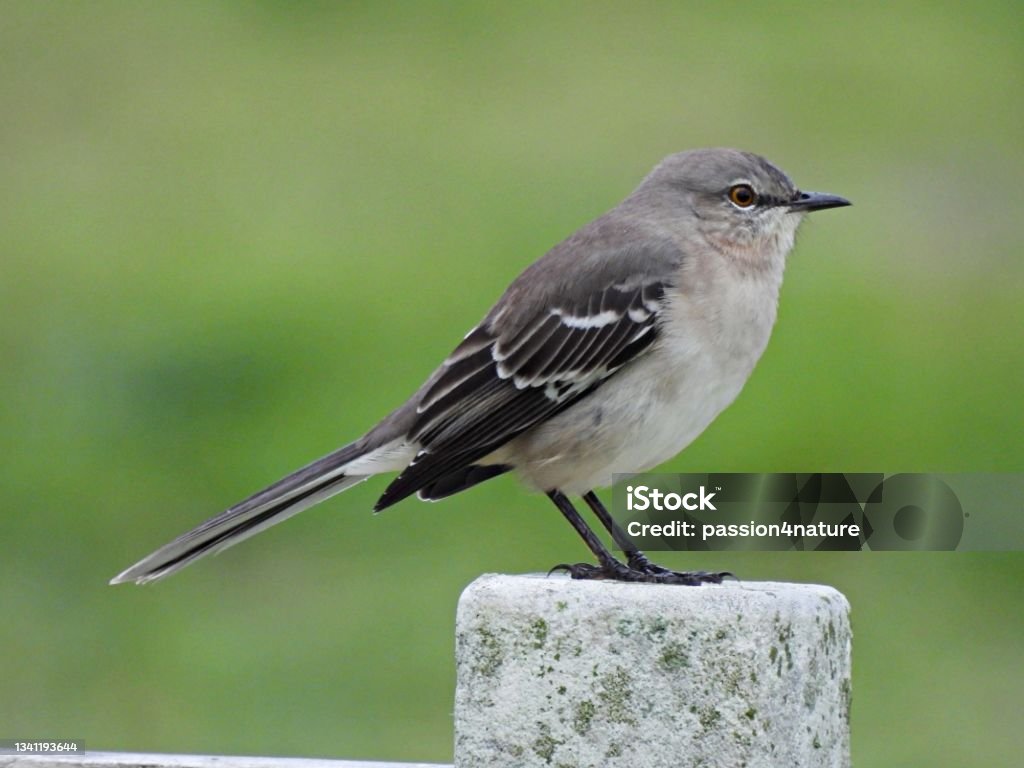 Northern Mockingbird (Mimus polyglottos) resting on a post Northern Mockingbird profile Mockingbird Stock Photo