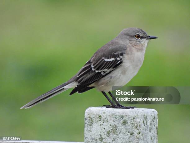Northern Mockingbird Resting On A Post Stock Photo - Download Image Now