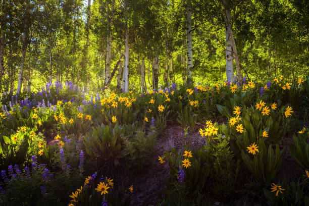 flores silvestres kebler pass - wildflower flower colorado lupine - fotografias e filmes do acervo