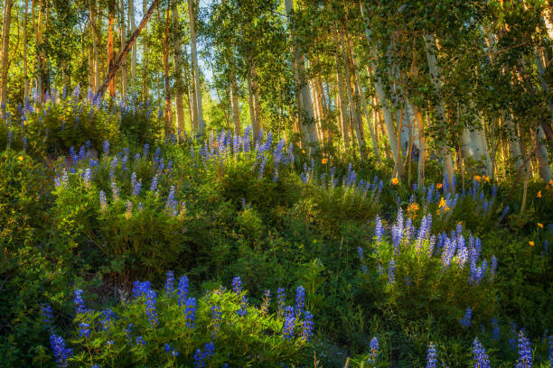 istock Kebler Pass Wildflowers 1341193751