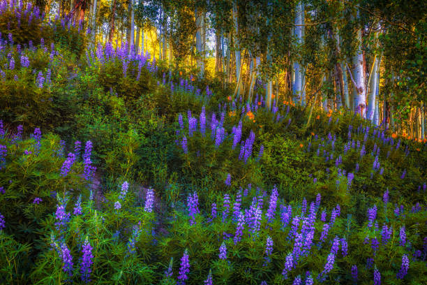 istock Fields of Lupines off the Kebler Pass 1341193763